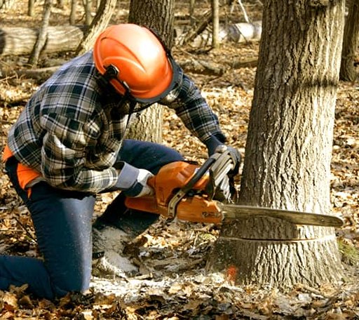 Tree Removal in Evanston, IN